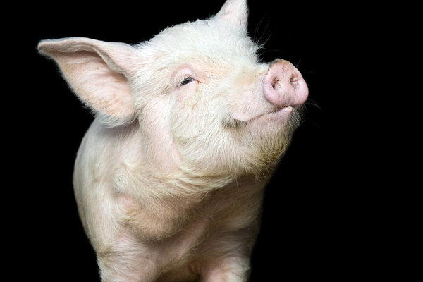 Portrait of a cute pig, on black background