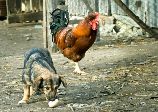 Смешная собака крадет яйцо — стоковое фото