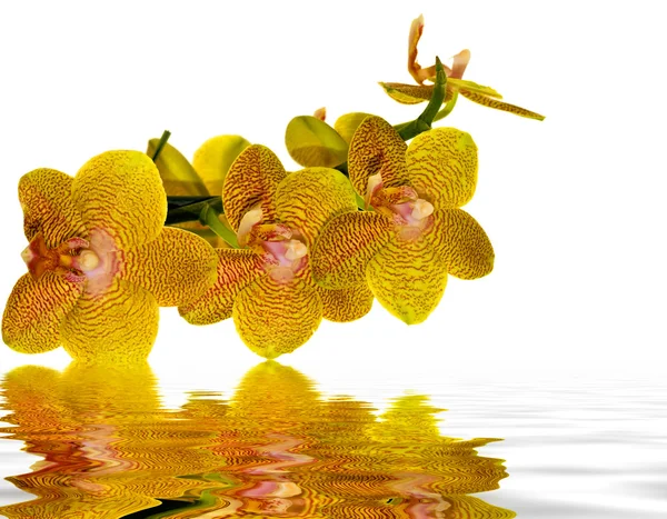 Gelbe und rosa Orchidee, die sich im Wasser spiegelt — Stockfoto