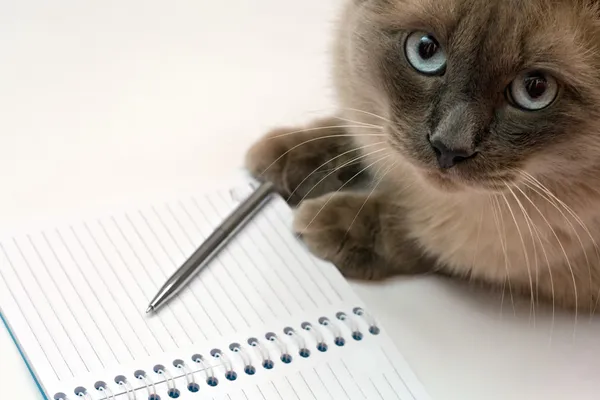 Кіт, ручка і порожня відкрита блокнот — стокове фото