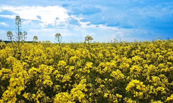 Rape yellow field — Stock Photo, Image