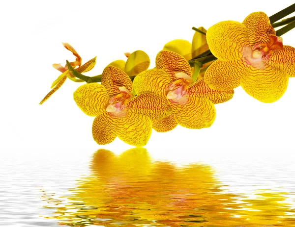 Pétales d'orchidées réfléchissant dans l'eau — Photo