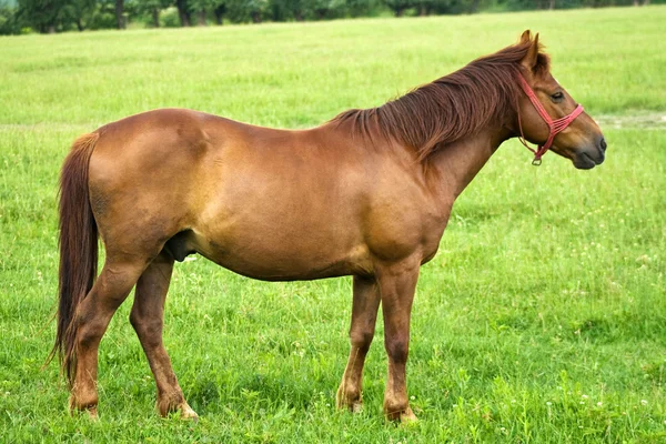 美丽的棕色马 — 图库照片