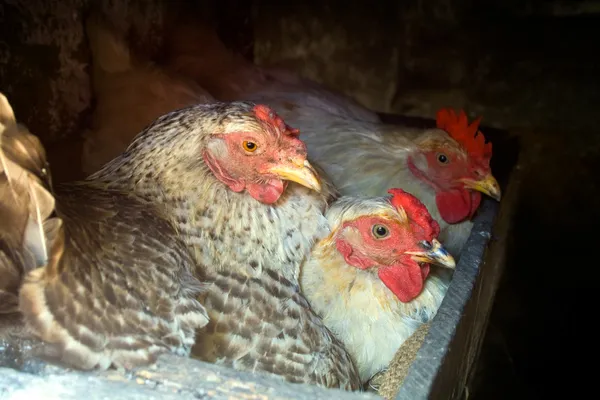 Три Курицы Позировали Время Вылупления — стоковое фото
