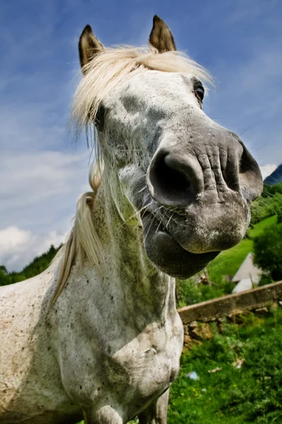 Портрет Белой Лошади Забавным Лицом — стоковое фото