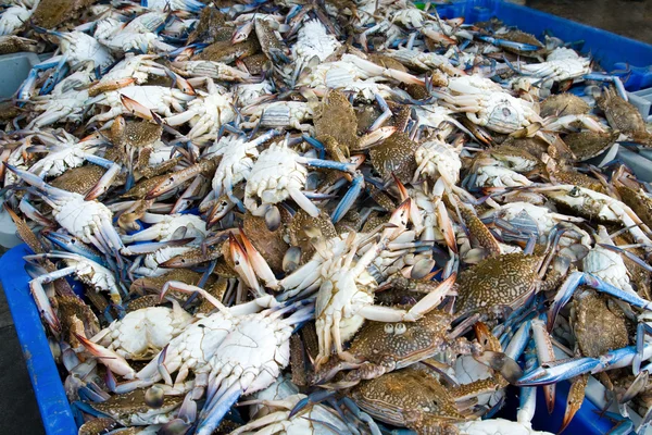 stock image Seafood market: bunch of crabs displayed for sale