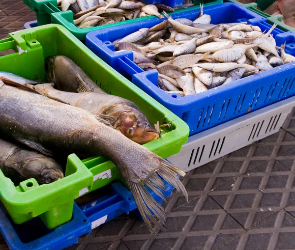 Seafood Market Fishes Boxes Displayed Selling — Stock Photo, Image