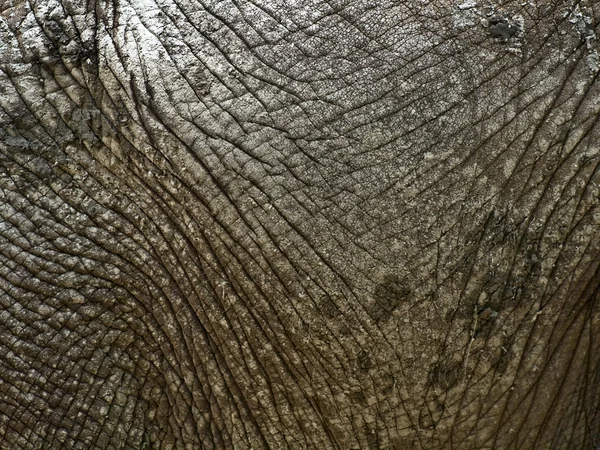 Primer Plano Sobre Piel Seca Del Elefante — Foto de Stock