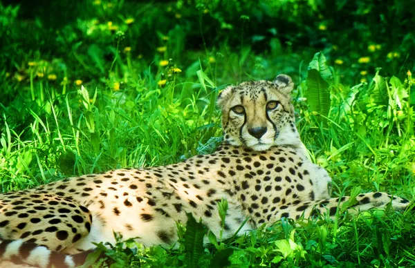 Beautiful cheetah laying in grass — Stock Photo, Image