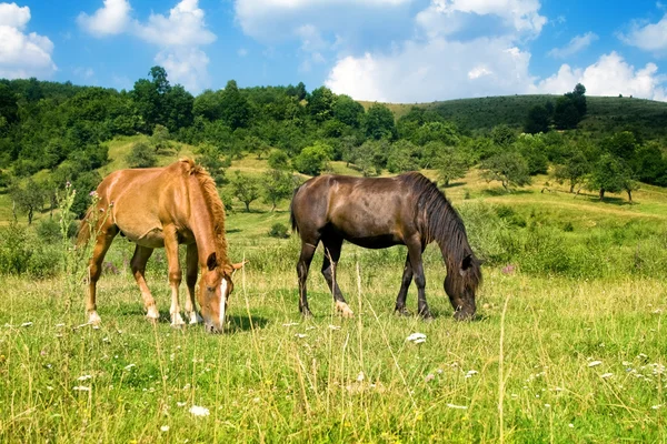 Dois belos cavalos — Fotografia de Stock