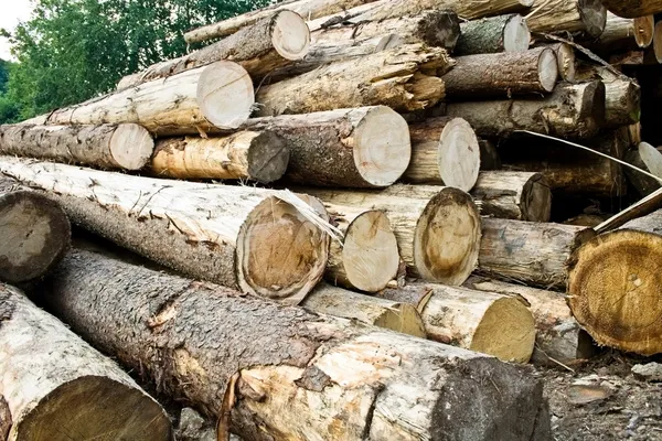 stock image Stack of chopped trees