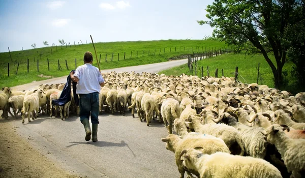 Traditional Farming Shepherd His Sheep Herd — Stock Photo, Image