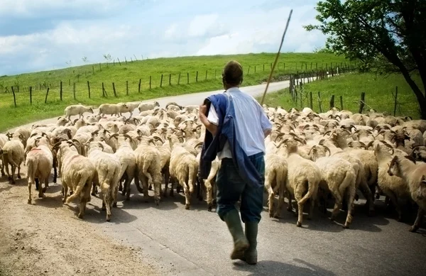 Пастух со своими овцами — стоковое фото