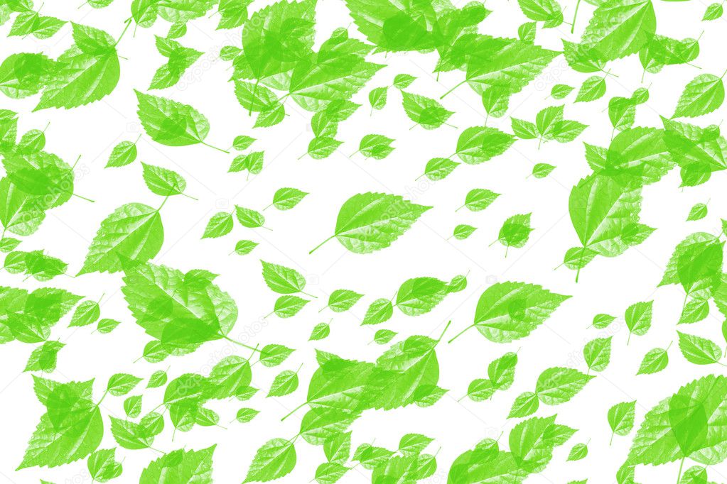 Numerous green leaves on white background