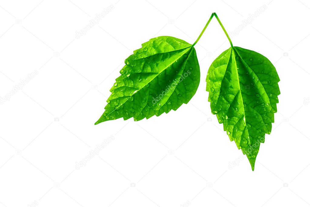 Two leaves with water drops isolated on white