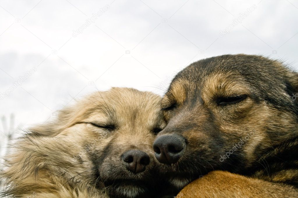 Two dogs warming each other