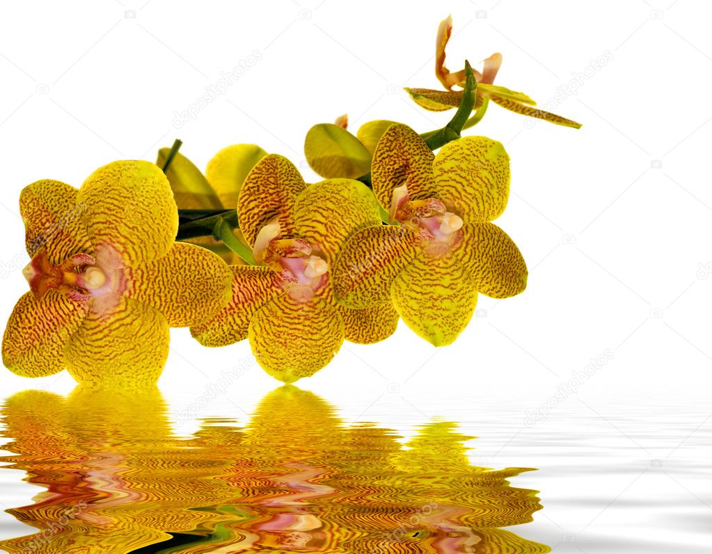 Yellow and pink orchid reflecting in water