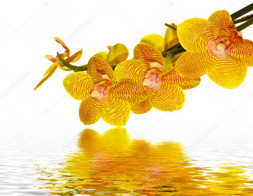 Orchid petals reflecting in water