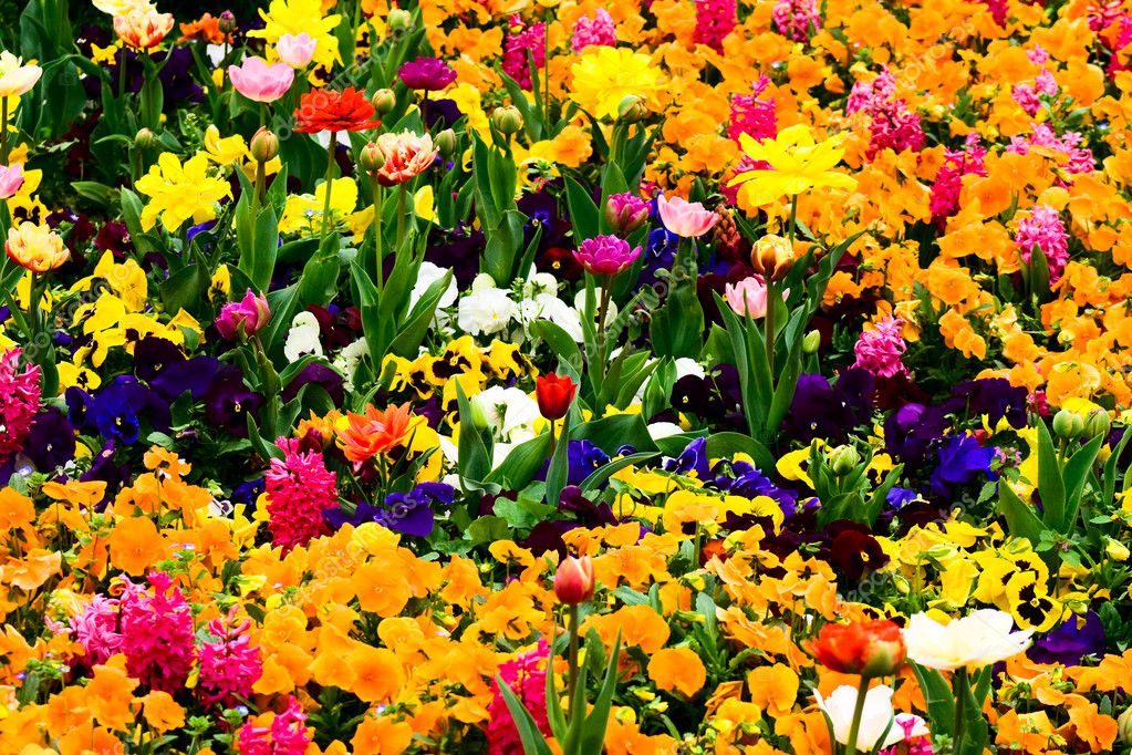 Garden full of flowers — Stock Photo © dundanim #4942859