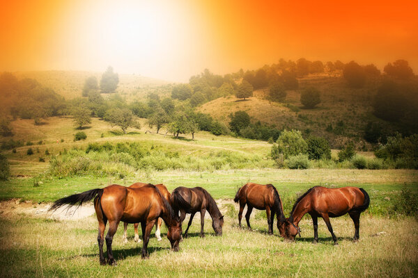 Wild horses on green field and sunny sky