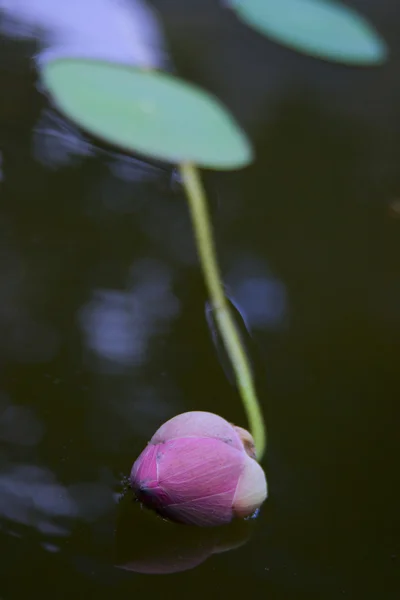 Düşmüş bir lotus. — Stok fotoğraf