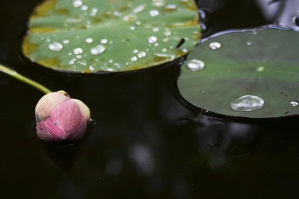 Ein gefallener Lotus. — Stockfoto