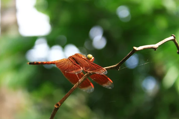 stock image Dragonfly