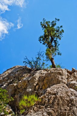 kayalar ve Toros Dağları'nda Kanyon Göynük ağaçlar. Türkiye