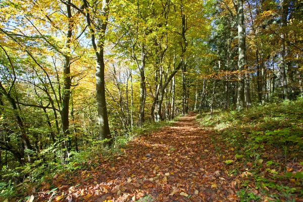 Forrest passerelle à l'automne — Photo