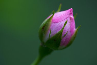 bir gül closeup çiy damlaları