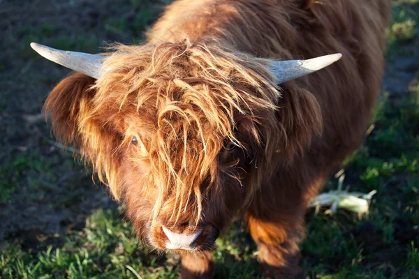 stock image Head of a small long horn cow