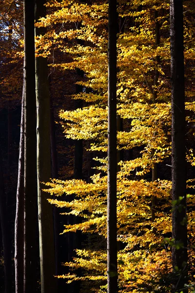 Barevné bukové listy na podzim Stock Snímky