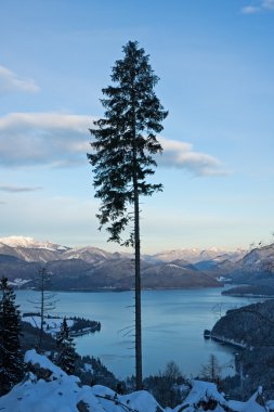 walchensee Göl Manzaralı Tek ağaç