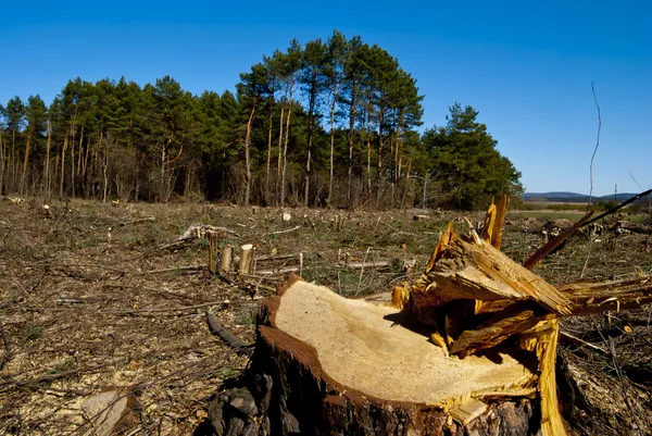 Avskogning — Stockfoto