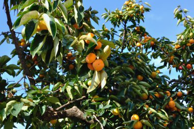 Ripe persimmon on a tree clipart