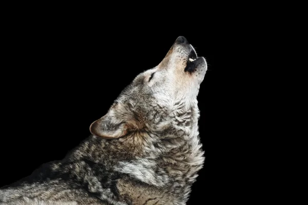 Lobo aullar. Aislado sobre un fondo negro —  Fotos de Stock