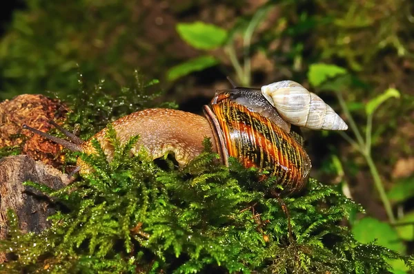 stock image Small snail astride the big