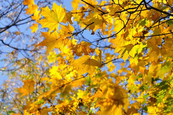 Oro foglie autunnali Immagine Stock