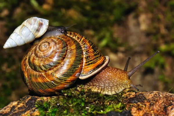 stock image Small snail goes astride the big.