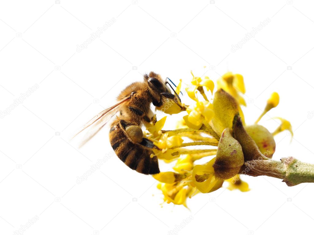 Isolated bee on a flower.