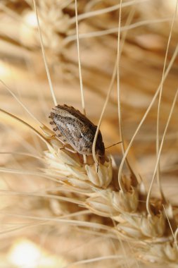 Bug on wheat ear. clipart