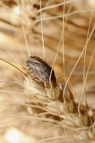 stock image Bug on wheat ear.