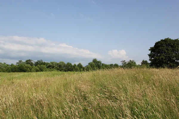 Campo Con Erba Giorno Estate Paesaggio Rurale Cielo Blu Nuvole — Foto Stock