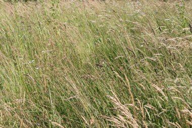 Yeşil çimenler, alpine meadows, yaz sahada bir yaz günü açık havada, uzun boylu otlar, yabani otlar, bitkiler tohumları ile flora, bitki