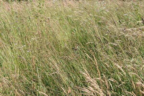 stock image Green grass, alpine meadows, summer field on a summer day outdoors, tall grass, wild grass, plant flora, plants with seeds