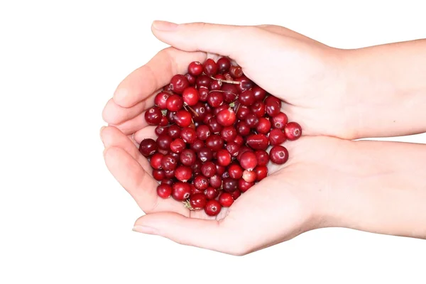 Stock image Woman hands holding cranberry isolated on white