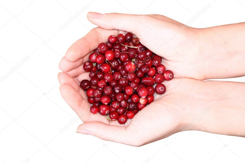 Woman hands holding cranberry isolated on white