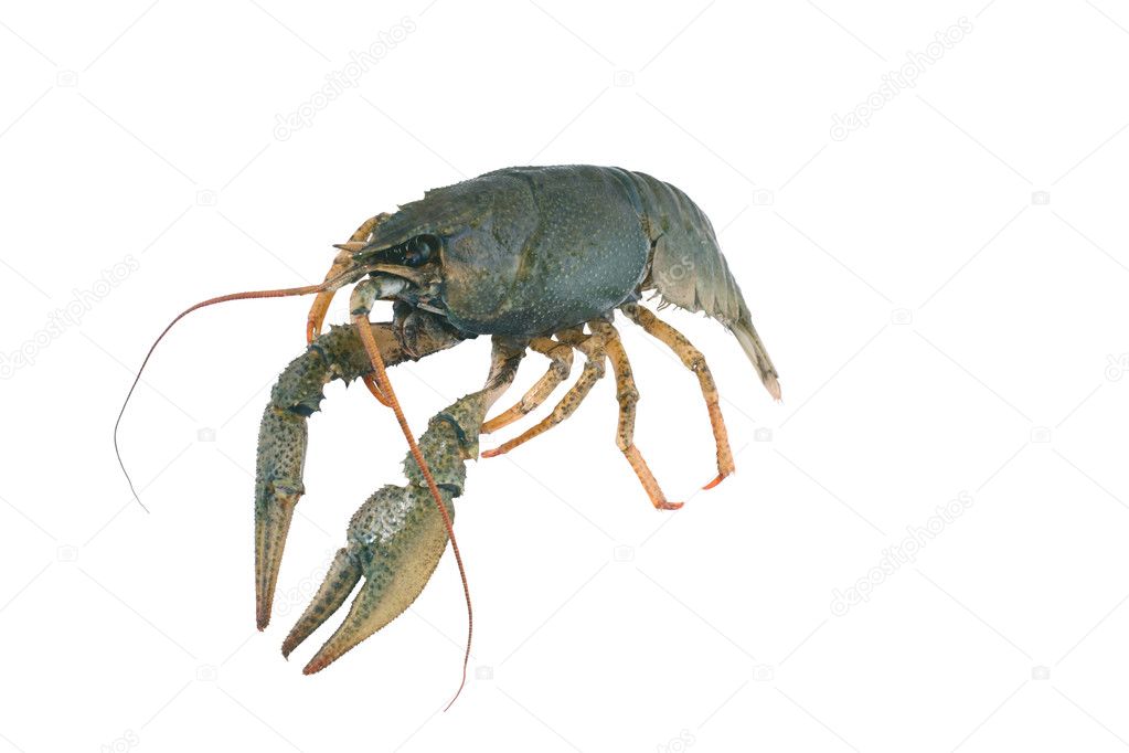 Row green crayfish isolated on the white