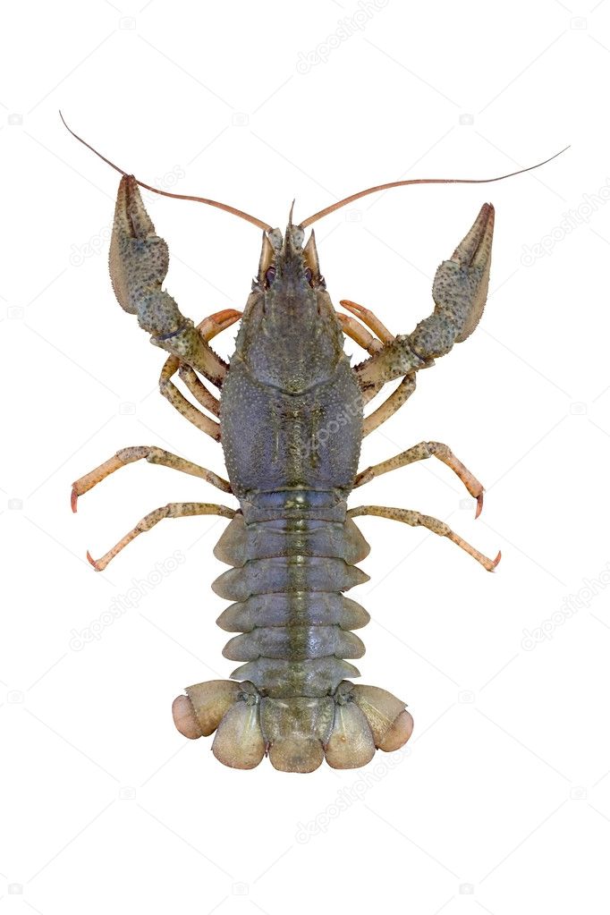 Row green crayfish isolated on the white
