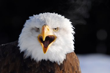 American Bald Eagle clipart